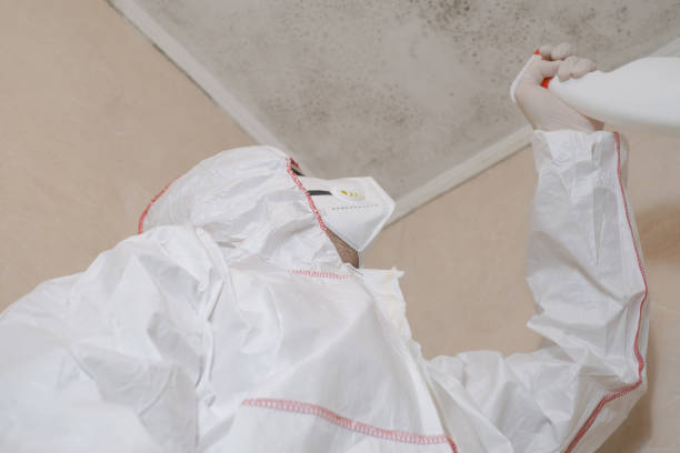 Why You Should Choose Our Mold Remediation Services in Kennewick, WA